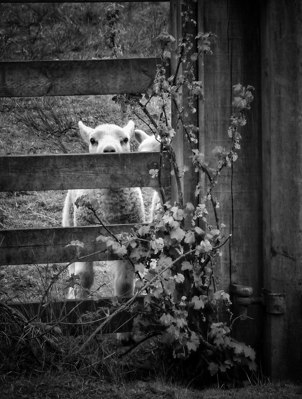 Lamb
Photo © James Rye 2019