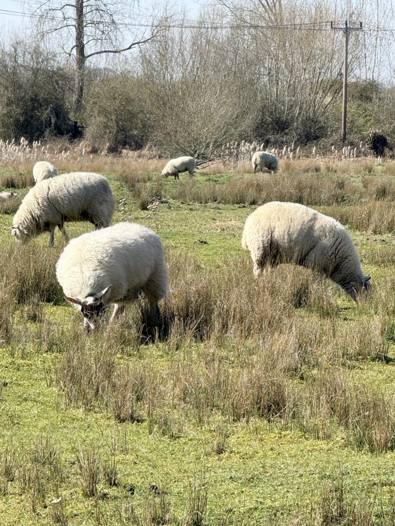 Sheep
Photo © James Rye 2026