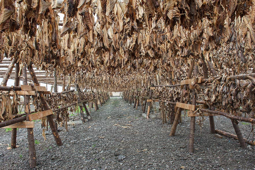 Wind-dried cod could survive a long sea voyage and months of storage without salt. 
Source: Guide to Iceland